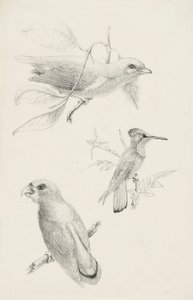 Drei Vögel