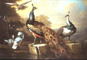 Pfau und Pfauenhenne in einer Landschaft