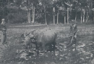 Reisanbau, 1924