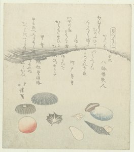 Runde rote und blaue Muschel mit kleineren Muscheln