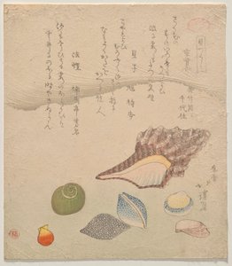 Sieben Muscheln am Rand des Meeres, aus der Serie Muschelkompendium (Kaizukushi)