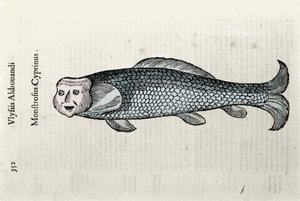 Fischdarstellung von Nicolas Plate, illustriert mit einem Manuskript der Naturgeschichte von Ulisse Aldrovandi (1522-1605), Ulisse Aldrovandi Fonds, Universitätsbibliothek Bologna, ed. 1603