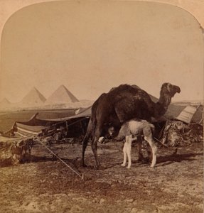 Ein Baby der Wüste, Ägypten, 1896
