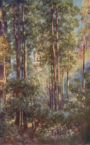 Ein Busch-Tal in New South Wales