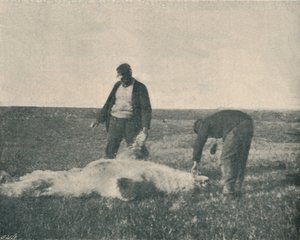 Ein toter Bär auf der Rentierinsel, 21. August 1893, 1893-1897