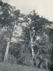 Ein Wald aus antarktischen Buchen in Temuco, 1911 von Unbekannt