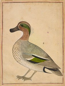 Grünflügelente, ca. 1730 von Unbekannt