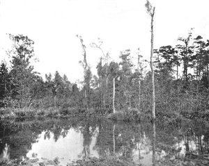 Ein Sumpf in Louisiana, USA, um 1900