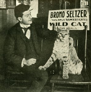 Ein zahmes Wildkatze von Unbekannt
