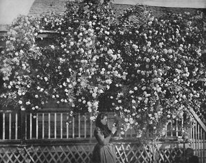 Ein mit Rosen geschmücktes Zuhause, Südkalifornien, um 1897 von Unbekannt