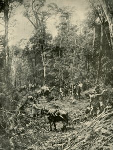 Ein rauer Weg, Tasmanien, 1901
