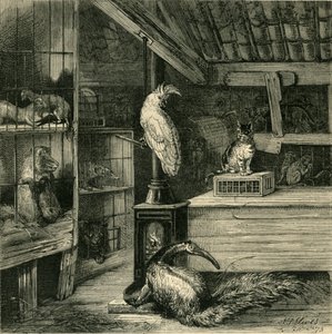 Ein Wildtierladen, um 1873