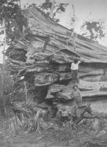 Ein großes Stück brasilianisches Holz, 1914
