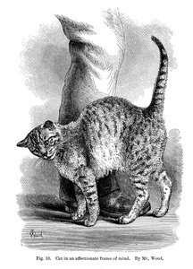 Eine Katze in liebevoller Stimmung, aus Der Ausdruck und die Emotionen bei Mensch und Tier, 1872