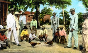 Ein Hahnenkampf, Puerto Rico, 1909