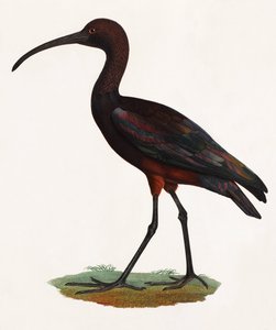Eine Farbillustration eines langgeschnäbelten Vogels