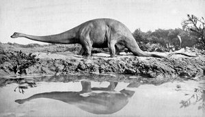 Ein Diplodocus, 20. Jahrhundert