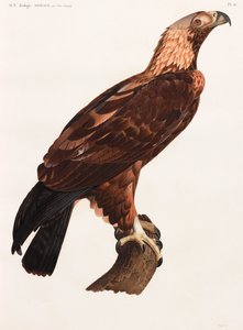 Ganzseitige Farbillustration eines Adlers von Unbekannt
