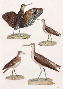 Eine ganze Seite mit Farbillustrationen von Vögeln