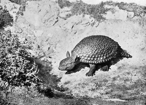 Ein Glyptodon, 20. Jahrhundert