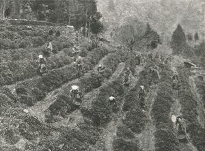 Eine Teeplantage außerhalb der Stadt, Kobe, Japan, 1895