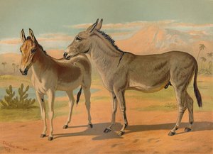 Abessinischer Wildesel & Weiblicher Indischer Onager, ca. 1879