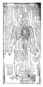 Akupunkturkarte für die Vorderseite des Körpers, Japanisch, 19. Jahrhundert
