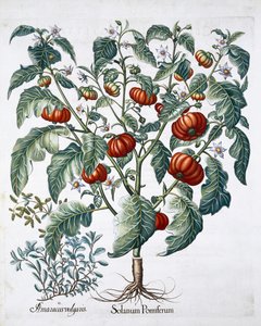 Afrikanische Tomaten- und Majoranpflanzen, 1613