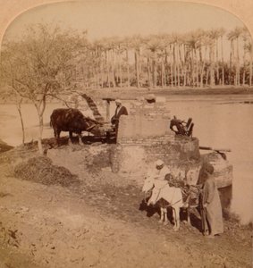 Ein ägyptischer Sakiyeh, der Nilwasser zur Bewässerung schöpft, Ägypten, 1896