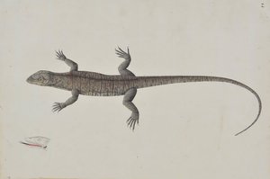 Ein indischer Bish-Khopra-Leguan, ca. 1790