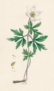 Anemone nemorosa. Buschwindröschen, 19. Jahrhundert von Unbekannt