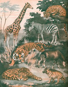 Tiere, die durch Flecken und Streifen geholfen werden, 1935