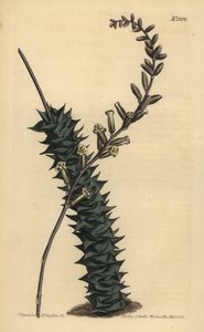 Astroloba foliolosa (Kleinblättrige Aloe)