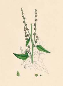Atriplex Smithii. Smiths Melde, 19. Jahrhundert von Unbekannt
