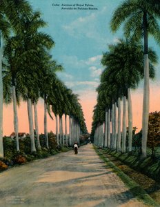 Allee der Königspalmen, Kuba, um 1920 von Unbekannt
