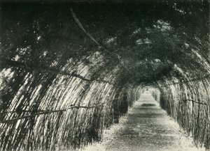 Bambusallee in Barrackpore, 1904