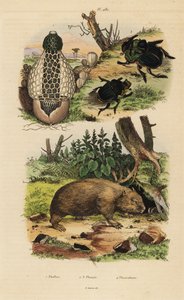 Bambuspilz, Skarabäus-Dungkäfer und Gemeiner Wombat von Unbekannt