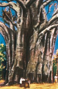 Baobab-Bäume, Usambara-Berge