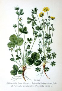 Scheinerdbeere und Frühlings-Fingerkraut, 1893