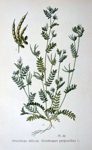 Vogel-Fuß, 1893