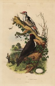 Schwarzspecht, Dryocopus martius, und Buntspecht, Dendrocopos major von Unbekannt