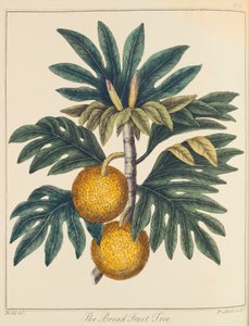 Brotfrucht Artocarpus incisus, um 1798