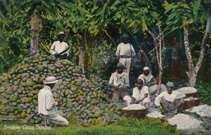Kakao brechen, Trinidad, frühes 20. Jahrhundert