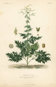 Silberkerze oder Traubensilberkerze, Actaea cimicifuga, Stinkende Traubensilberkerze