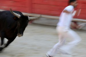 Stierkampf (Course camarguaise). Ein unblutiges Spektakel (für die Stiere), bei dem es darum geht, eine Rosette vom Kopf eines Stieres zu schnappen, Vallabregues, Frankreich von Unbekannt