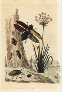Buprestis-Käfer 1-5, Blumenbinse, Butomus umbellatus 6, und Pillenkäfer, Byrrhus pilula 7 von Unbekannt