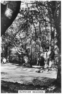 Burnham Beeches, Buckinghamshire, 1937 von Unbekannt
