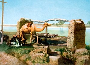 Kamel und Schaduf, Luxor, Ägypten