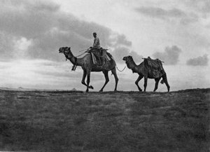 Kamele in der Wüste außerhalb von Kairo, Ägypten, um 1920er Jahre