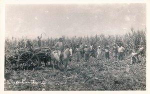 Zuckerrohrernte, ca. 1930 von Unbekannt
